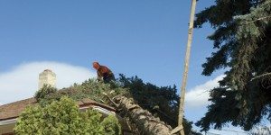 Man standing on a roof cutting a tree that has fallen over onto a home