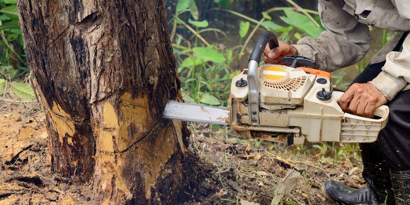 A person uses a chainsaw to cut down a large tree, making a horizontal notch near the base. The ground is covered in sawdust, and green foliage is visible—typical of professional tree services Long Island, NY.