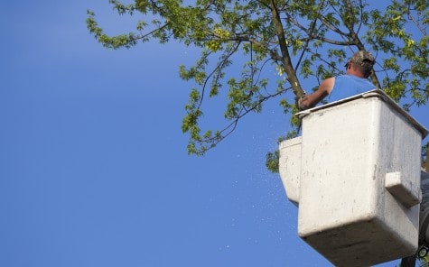 Man in cherry picker cutting a tree