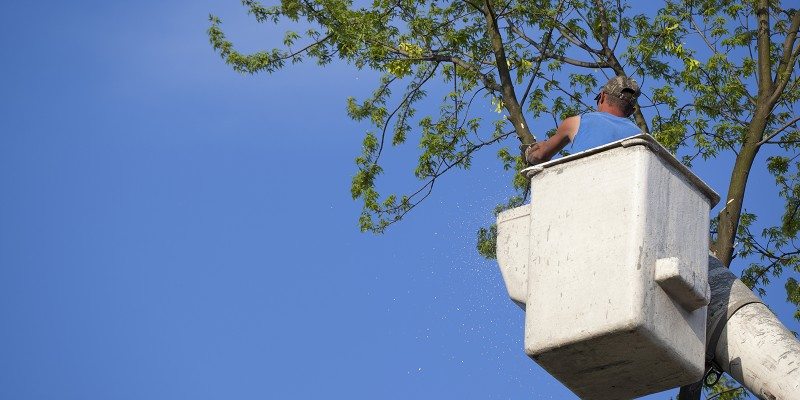 A worker from tree services Long Island trims branches from a tall tree in NY, standing in a bucket lift against a clear blue sky. Sawdust flies as he cuts, dressed in a sleeveless shirt and cap.