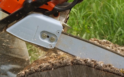 Tree removal company using a chainsaw to cut a tree