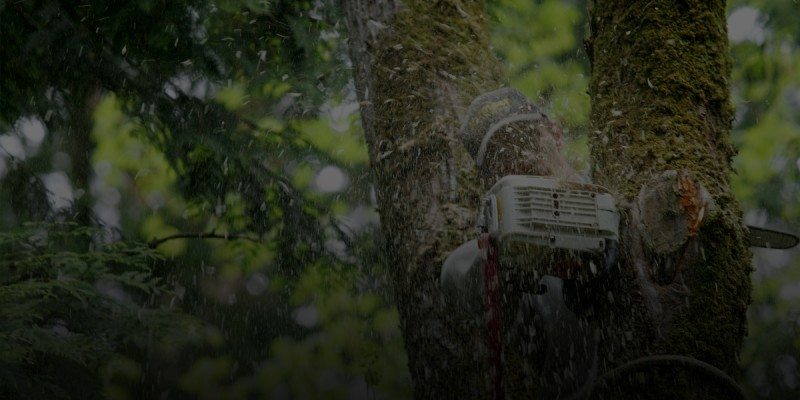 A person using a chainsaw to cut a branch from a tree, with wood chips flying and greenery in the background
