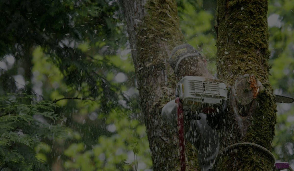 Man using a chainsaw to cut through a tree
