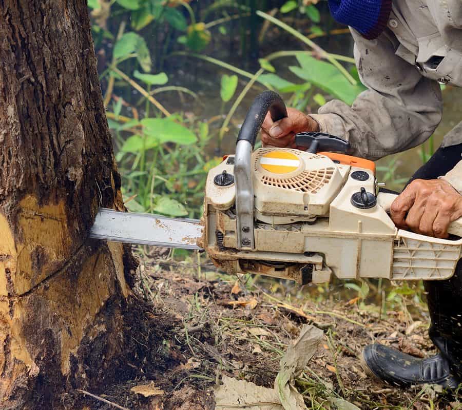 A person using a chainsaw to cut down a tree, with wood chips flying and green foliage in the background—a typical scene for professional tree services in Long Island, NY. The chainsaw is pressed against the trunk near the base.