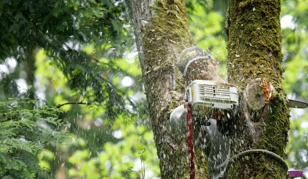 A person using a chainsaw to cut a moss-covered tree, sending sawdust flying in the air amid a green, leafy background—showcasing expert tree services Long Island, NY.
