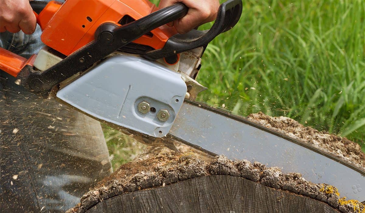 Tree being cut by a chainsaw