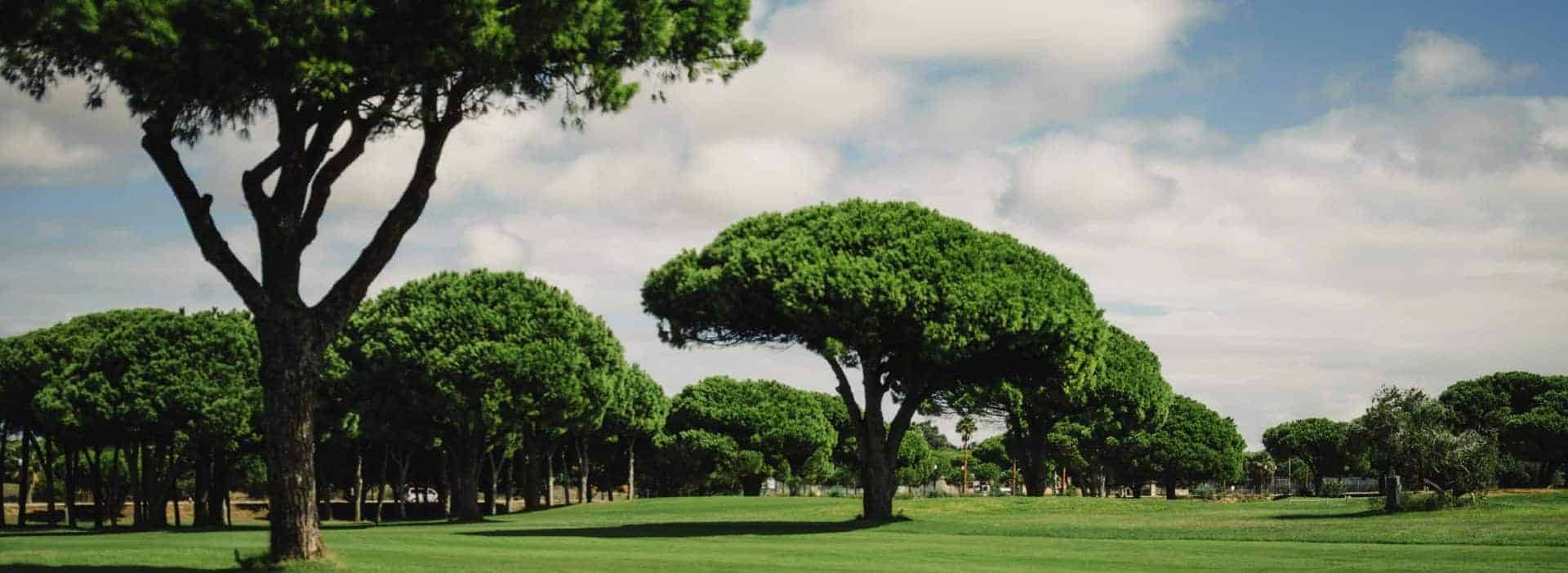 A lush green golf course in NY with several large, umbrella-shaped trees—meticulously maintained by top tree services Long Island—under a partly cloudy sky on a sunny day.