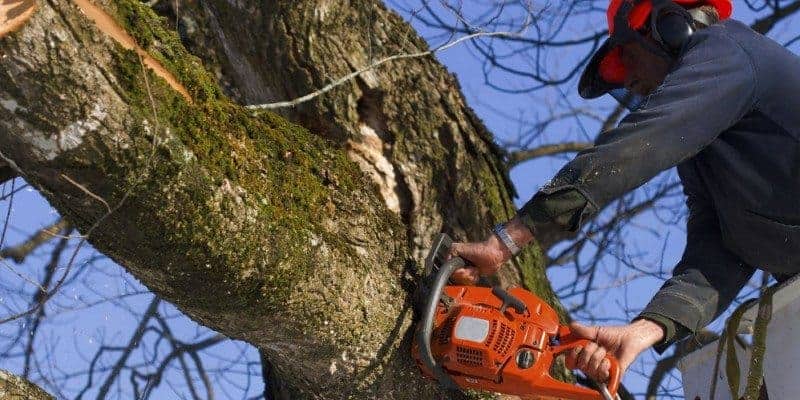 A worker wearing protective gear uses an orange chainsaw to cut a large tree branch while standing in a bucket lift against a clear blue sky, showcasing professional tree services Long Island, NY.