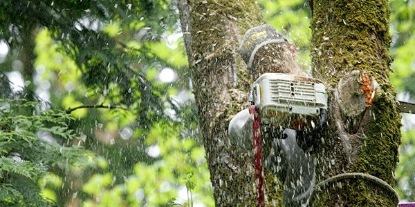 chainsaw cutting