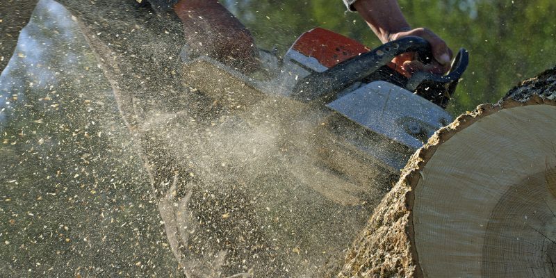 A worker cuts a large tree trunk with a chainsaw