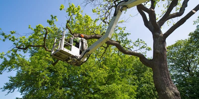 man cutting tree limbs