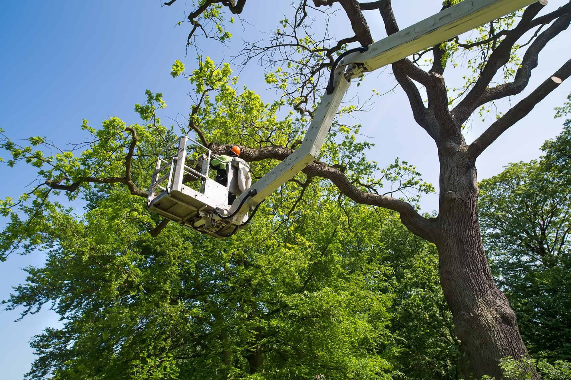 A worker in a safety helmet trims tree branches with a chainsaw while standing in a raised cherry picker, showcasing professional tree services Long Island, NY, against a clear blue sky and surrounding green trees.