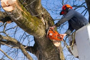 man cutting tree branches