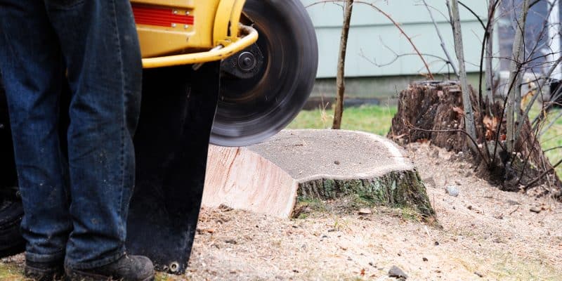 A worker operates a yellow stump grinding machine to remove a large tree stump in a yard, with sawdust and debris scattered around—a common scene for professional tree services Long Island, NY.