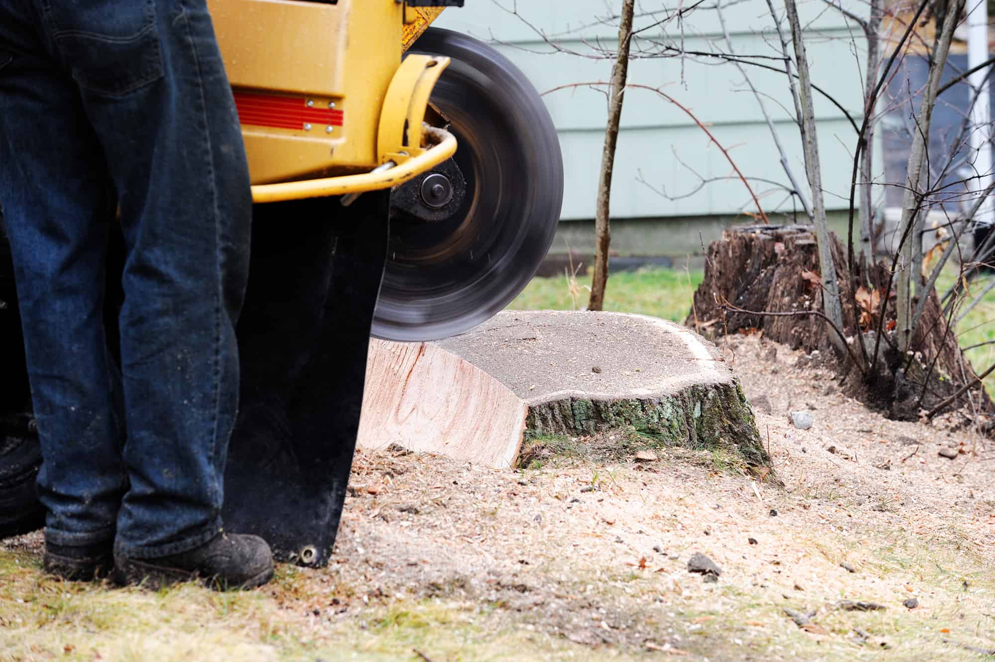 A worker operates a yellow stump grinding machine to remove a large tree stump in a yard, with sawdust and debris scattered around—a common scene for professional tree services Long Island, NY.