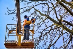 man cutting branches