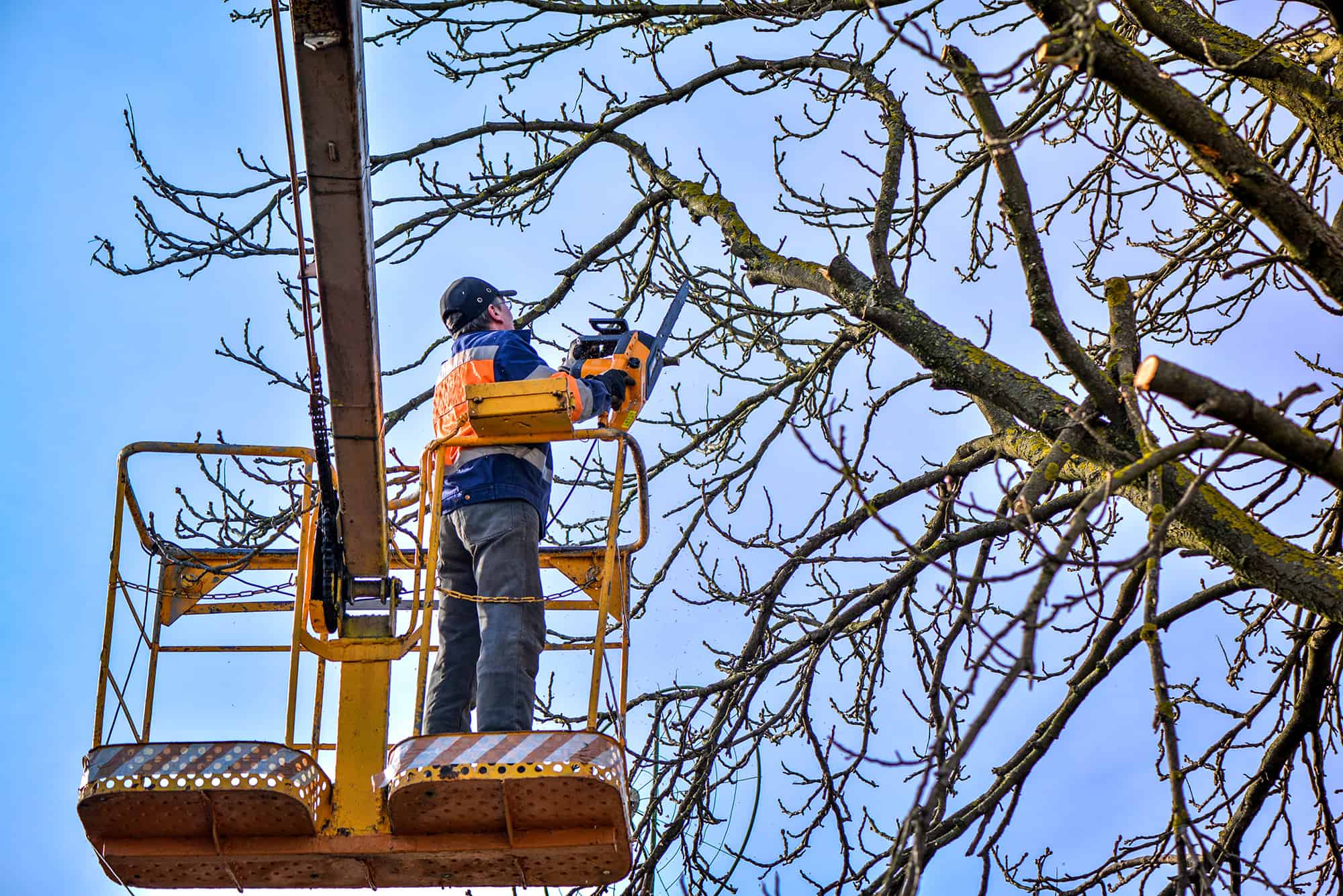 A worker in safety gear stands on a yellow lift, trimming tree branches with a chainsaw against a blue sky. The bare tree suggests professional tree services in Long Island, NY are keeping the landscape neat and safe.