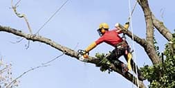 Image of a tree climber