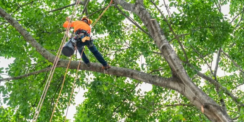 Tree Service Suffolk County