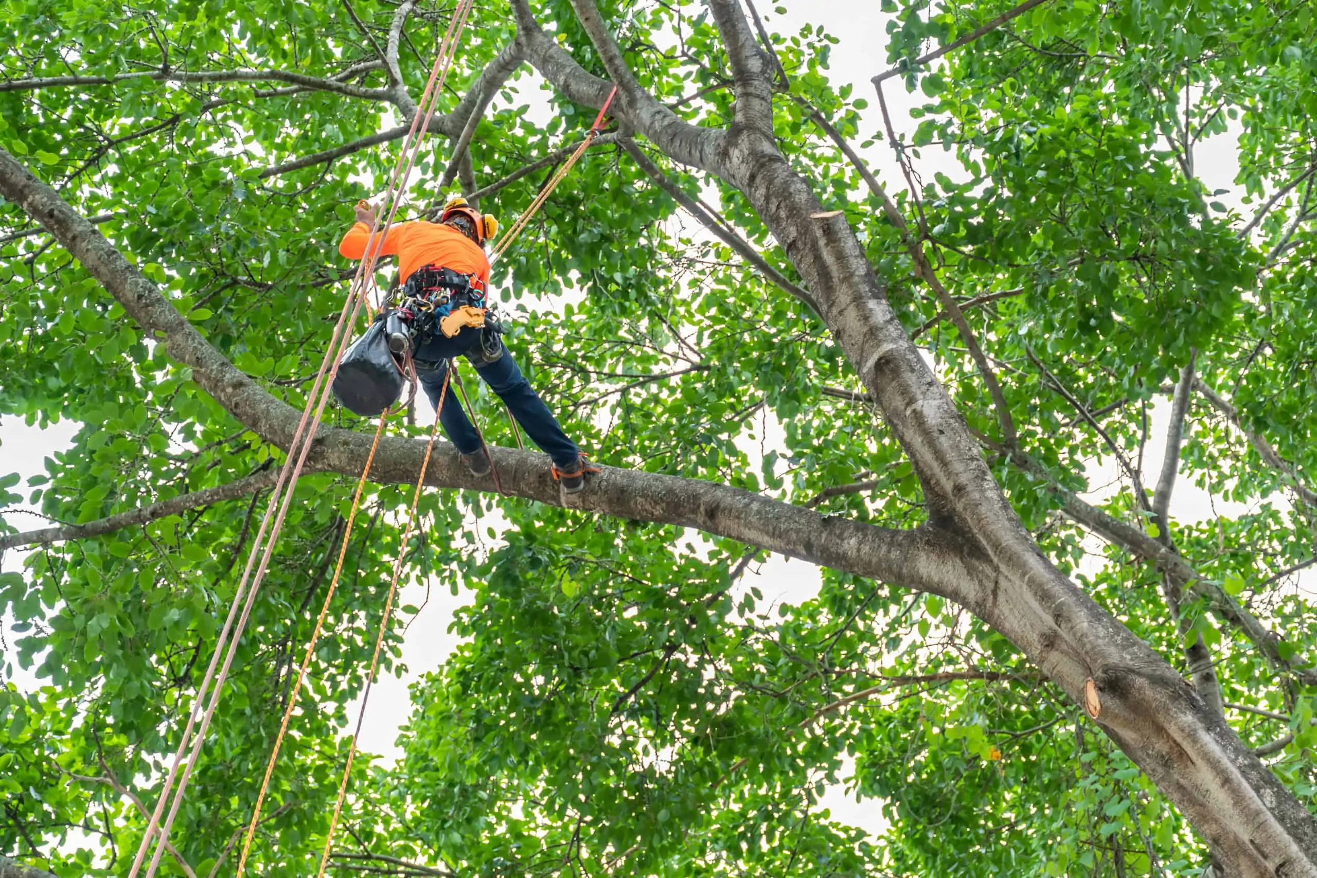 A tree worker wearing safety gear and an orange shirt stands on a large tree branch, secured with ropes, surrounded by green leaves—demonstrating expert tree services Long Island relies on in NY.