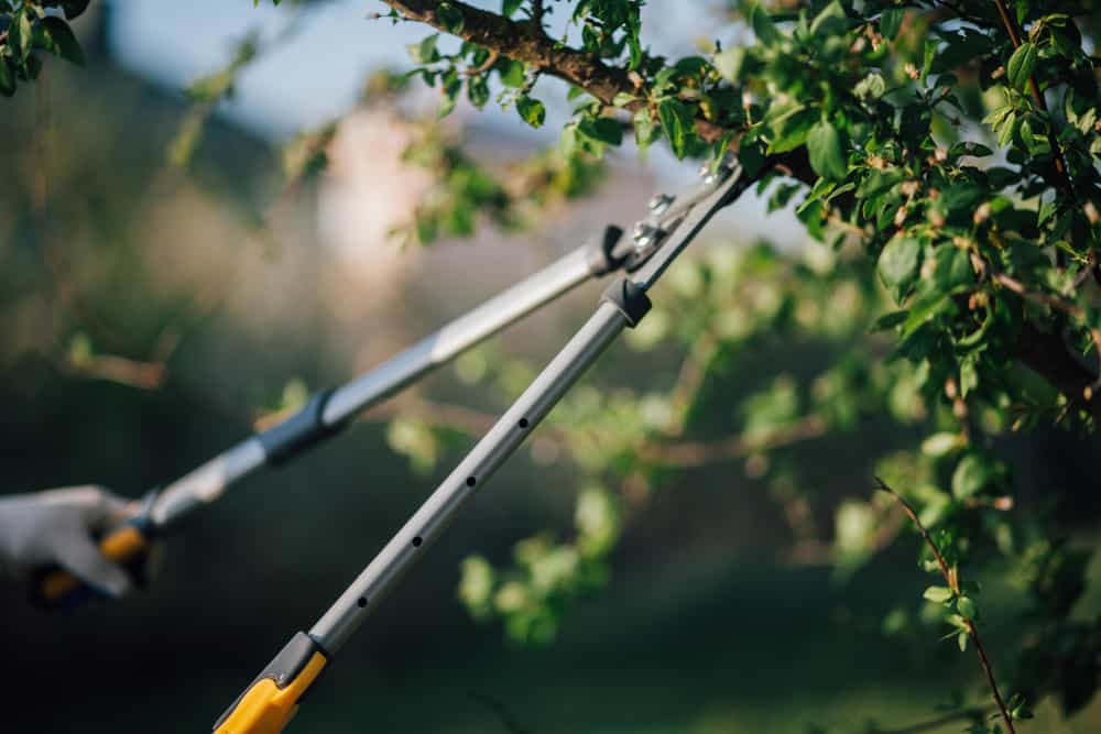 A person uses long-handled pruning shears to trim branches from a leafy green tree in an outdoor NY garden, showcasing tree services Long Island residents often rely on.