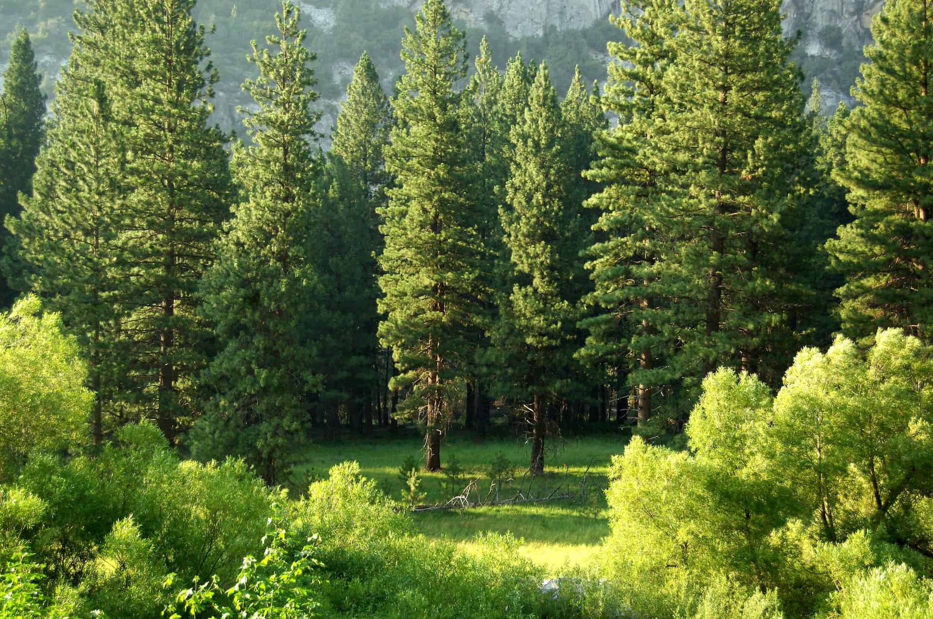 trees in nature.