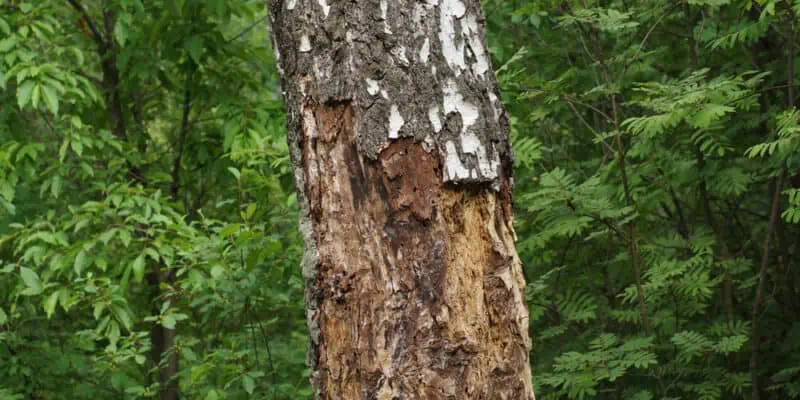 tree in the forest damaged by pests disease