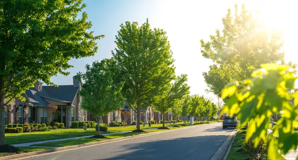 A quiet suburban street in NY lined with green trees and houses on a sunny day, with bright sunlight streaming through the leaves—perfect for those seeking trusted tree services Long Island residents rely on.