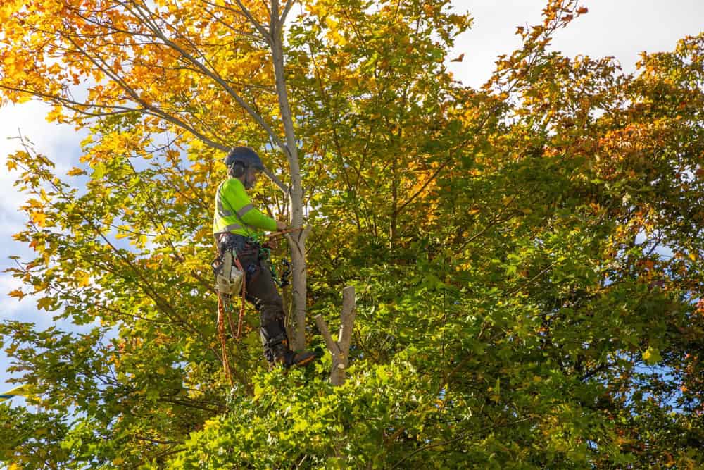 A worker wearing safety gear is high up in a tall tree, using climbing equipment and tools to trim branches. Providing expert tree services Long Island, they work among green and yellow leaves beneath a partly cloudy NY sky.