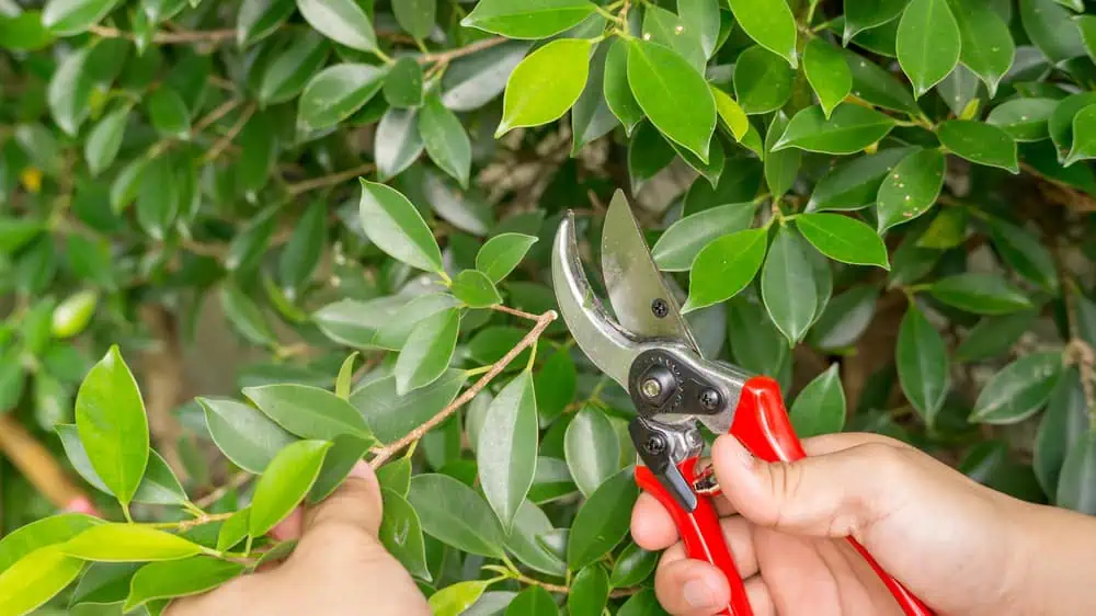 A hand uses red-handled pruning shears to cut a small branch from a leafy green shrub, showcasing the precision and care typical of expert tree services in Long Island, NY.